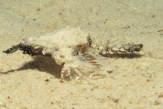 Eurypegasus Draconis